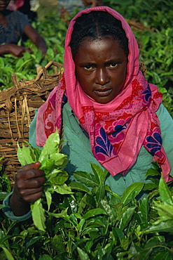 Woman picking leaves for tea, Uganda, East Africa, Africa