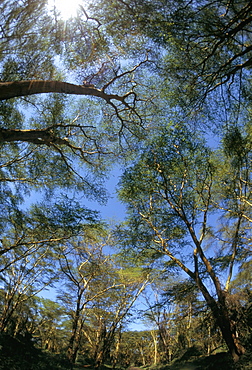 Tree tops where mountain gorillas live, Buhoma National Park, Uganda, East Africa, Africa