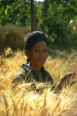 Woman harvesting crops by hand, Soddo, Ethiopia, Africa