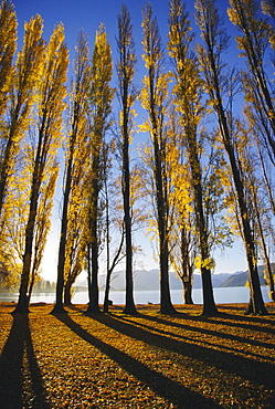 Autumnal trees by Lake Wanaka, Otago, South Island, new Zealand