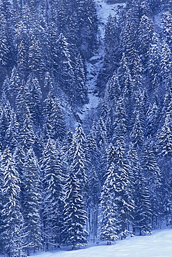 Aerial view over forest covered in snow, Hoch y Brigg, Switzerland, Europe