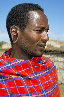 Portrait of a Masai in now traditional red, checked cloth, Masai Mara, Kenya, East Africa, Africa