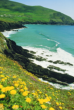 Irish summer colours, Slea Head, Dingle Peninsula, County Kerry, Munster, Republic of Ireland (Eire), Europe