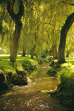 Willow trees by forest stream, New Forest, Hampshire, England, UK, Europe