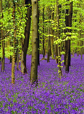 Bluebells (hyacinthoides non-scriptus) in a beech wood (fagus sylvatica), West Stoke, West Sussex, England, UK, Europe