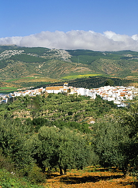 El Burgo village and olive groves surrounded by cloud-topped mountains of the Sierra de las Nieves, El Burgo, Malaga, Andalucia (Andalusia), Spain, Europe