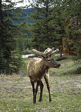 Elk or wapiti (Cervus elaphus), Bow Valley Parkway, near Lake Louise, Banff National Park, Rocky Mountains, Alberta, Canada, North America