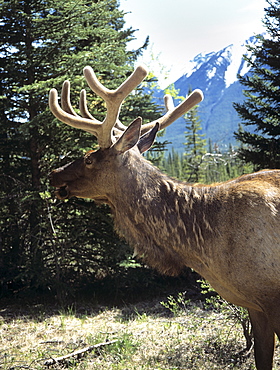 Elk or wapiti (Cervus elaphus), Bow Valley Parkway, Banff National Park, Rocky Mountains, Alberta, Canada, North America