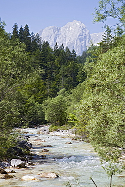 Bistrica River and forest with Stenar mountain beyond in summer, Vrata valley, Triglav National Park, Julian Alps, Mojstrana, Dolina, Slovenia, Europe