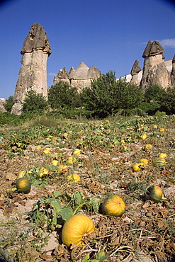 Pumpkins and melons in Pashas vineyard, at Zelve in Cappadocia, Anatolia, Turkey, Asia Minor, Eurasia