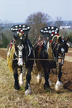 Decorated shire horses pulling a plough in Cornwall, England, United Kingdom, Europe