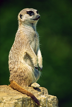 Meerkat on look-out, Marwell Zoo, Hampshire, England, United Kingdom, Europe