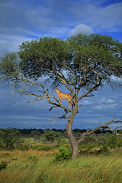 Cheetah in a tree, Kruger National Park, South Africa, Africa