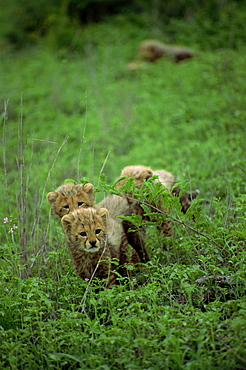 A small group of cheetah cubs, Kruger National Park, South Africa, Africa