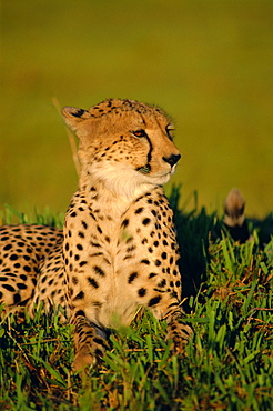 Portrait of a Cheetah (Acinonyx jubatus), Okavango Delta, Botswana