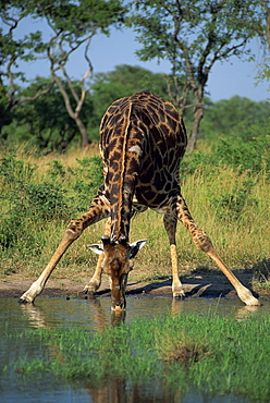 Close-up of a single southern giraffe (Giraffa camelopardalis), bending down, drinking, Kruger National Park, South Africa, Africa