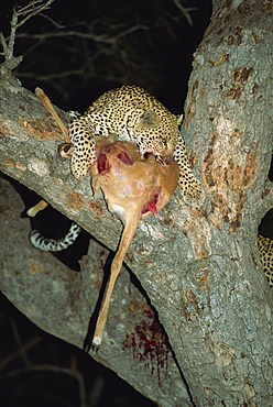 Leopard (Panthera pardus), Kruger National Park, South Africa, Africa