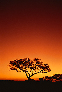 Single tree silhouetted against a red sunset sky in the evening, Kruger National Park, South Africa, Africa