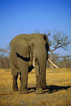 African elephant (Loxodonta africana), Kruger Park, South Africa