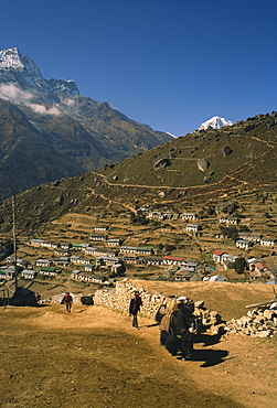 Yak used for transporting goods leaving the village of Namche Bazaar in the Khumbu Region of the Himalaya mountains in Nepal, Asia