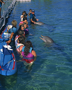 Small group of people standing in water, swimming with dolphins, Sea World, Surfers Paradise, Queensland, Australia, Pacific