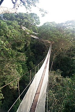 Walkway strung through the treetop canopy of the rainforest, Explorama Lodge, Napo River, Amazon Basin, Peru, South America