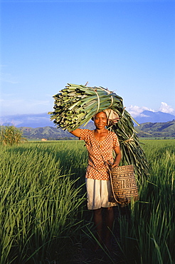 Woman carrying palm fronds, standing in rice field, Refina, Flores, Indonesia, Southeast Asia, Asia