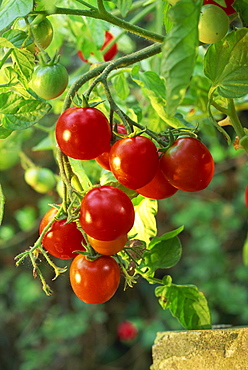 Close-up of a truss of red and ripening vine tomatoes on a tomato plant