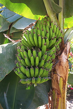 Close-up of hands of green banana fruit growing on banana plant