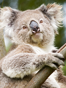 Koala, Ottway National Park, Victoria, Australia, Pacific