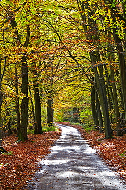 Burnham Beeches, Buckinghamshire, England, United Kingdom, Europe