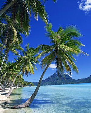 Palm trees fringe the tropical beach and sea on Bora Bora (Borabora), Tahiti, Society Islands, French Polynesia, Pacific Islands, Pacific