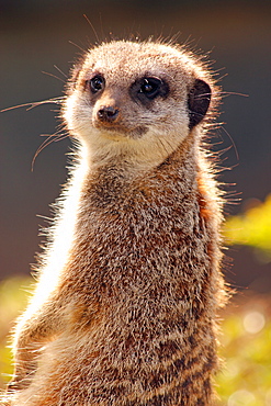 Meerkat (suricate) (Suricata suricatta), a small mammal belonging to the mongoose family, from the Kalahari Desert, Africa, in captivity in the United Kingdom, Europe