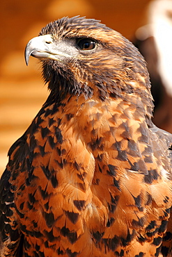 Harris hawk (Parabuteo unicinctus) formerly known as the bay-winged hawk (dusky hawk), which breeds in the southern U.S.A., Chile and Argentina, in captivity in the United Kingdom, Europe