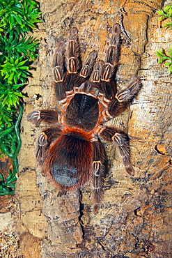 Brazilian Fire Red, one of the biggest tarantula giants, Brazil, South America