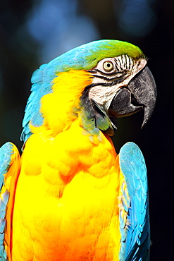 Blue and yellow macaw (blue and gold macaw) (Ara ararauna) in captivity, United Kingdom, Europe