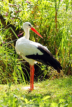 White stork (Ciconia ciconia), a large bird in the stork family Ciconiidae, in captivity, United Kingdom, Europe