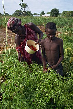 Portrait of a woman and boy outdoors in a field, harvesting chillies, Gambia, West Africa, Africa