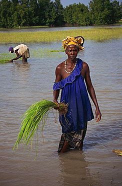 Women replanting rice, The Gambia, West Africa, Africa