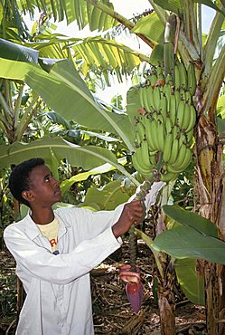 Locally grown bananas, Merca, Somalia, Africa