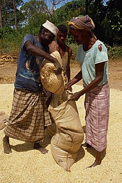 Locally grown maize, Merca, Somalia, Africa