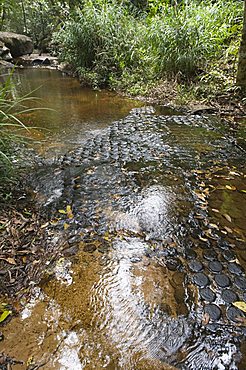 River of a thousand lingas, Kbal Spean, near Angkor, Siem Reap, Cambodia, Indochina, Southeast Asia, Asia