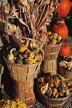 Indian ornamental corn and gourds,The Hamptons, Long Island, New York State, United States of America, North America