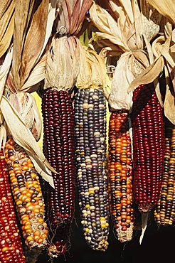 Indian ornamental corn,The Hamptons, Long Island, New York State, United States of America, North America