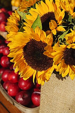 Sunflowers and apples, The Hamptons, Long Island, New York State, United States of America, North America