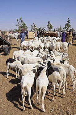 Animal market at Ngueniene, near Mbour, Senegal, West Africa, Africa