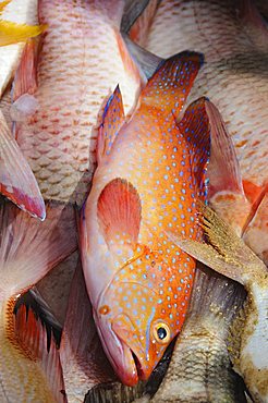 Fish, Saly, Senegal, West Africa, Africa