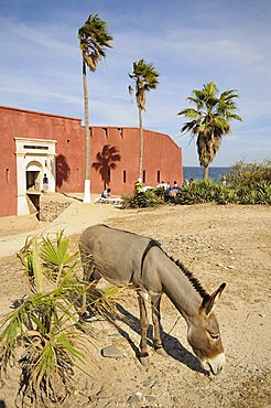 D'Estr•À?es Fort now a museum of slavery, Goree Island, UNESCO World Heritage Site, near Dakar, Senegal, West Africa, Africa