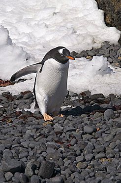 Gentoo penguin at Brown Bluff, Antarctic Peninsula, Antarctica, Polar Regions