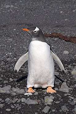 Gentoo penguin at Brown Bluff, Antarctic Peninsula, Antarctica, Polar Regions